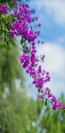 Beautiful purple flowers 1440x2960 backgrounds for mobile